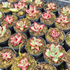 [PACK of 10 PLANTS] x Echeveria Romeo Rubin x Ebony