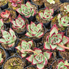 [PACK of 10 PLANTS] x Echeveria Romeo Rubin x Ebony