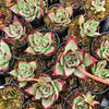[PACK of 10 PLANTS] x Echeveria Romeo Rubin x Ebony