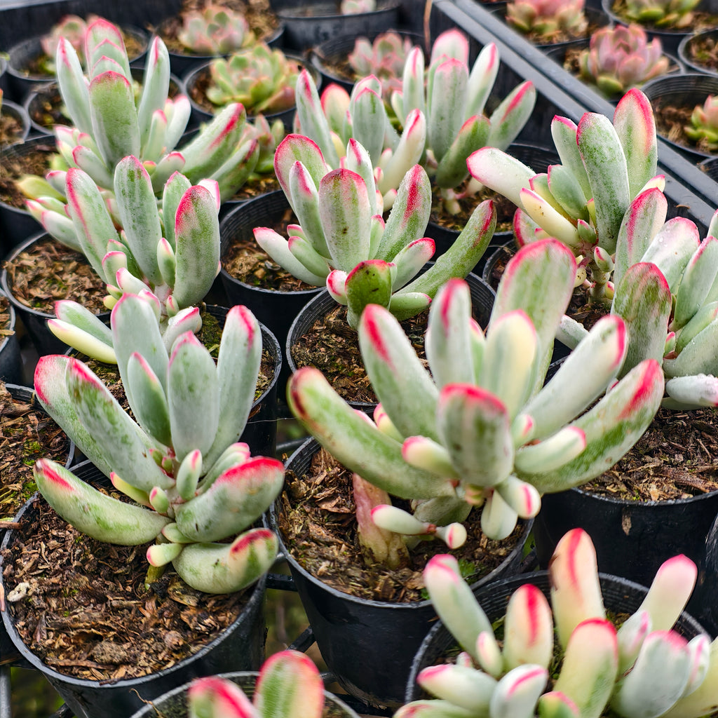 [PACK of 10 PLANTS] x Cotyledon Orbiculata cv. Long Leaf Variegated