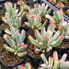 Cotyledon Orbiculata cv. Long Leaf Variegated