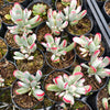 [PACK of 10 PLANTS] x Cotyledon Orbiculata cv. Long Leaf Variegated