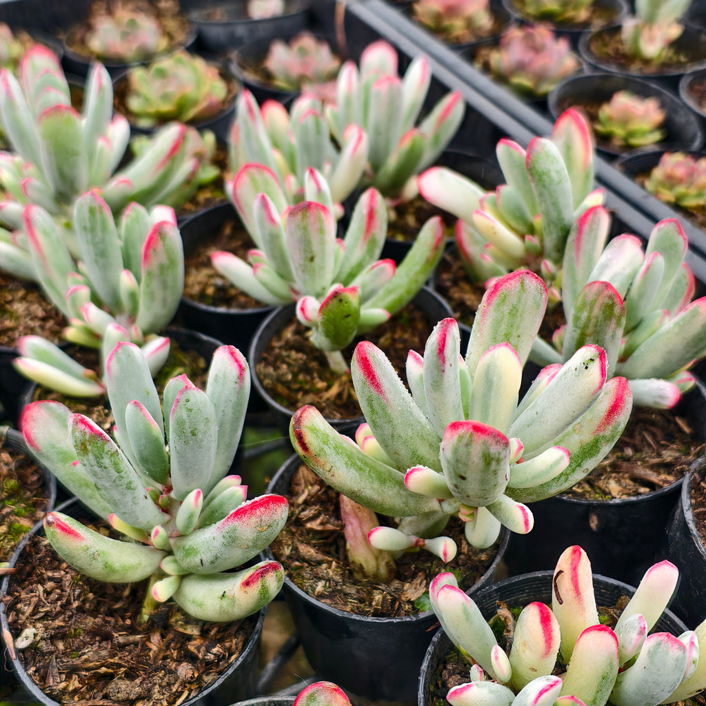 Cotyledon Orbiculata cv. Long Leaf Variegated
