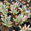 Cotyledon Orbiculata cv. Long Leaf Variegated