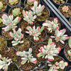 Cotyledon Orbiculata cv. Long Leaf Variegated