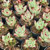 [PACK of 10 PLANTS] x Echeveria Romeo Rubin x Ebony