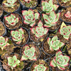 [PACK of 10 PLANTS] x Echeveria Romeo Rubin x Ebony