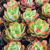 Echeveria 'Toffee Apple'