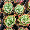 Echeveria 'Toffee Apple'