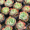 Echeveria 'Toffee Apple'