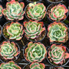 Echeveria 'Toffee Apple'