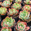 Echeveria 'Toffee Apple'