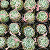 [PACK of 10 PLANTS] x Echeveria elegans x Violet queen