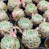 [PACK of 10 PLANTS] x Echeveria elegans x Violet queen