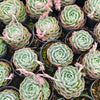 [PACK of 10 PLANTS] x Echeveria elegans x Violet queen