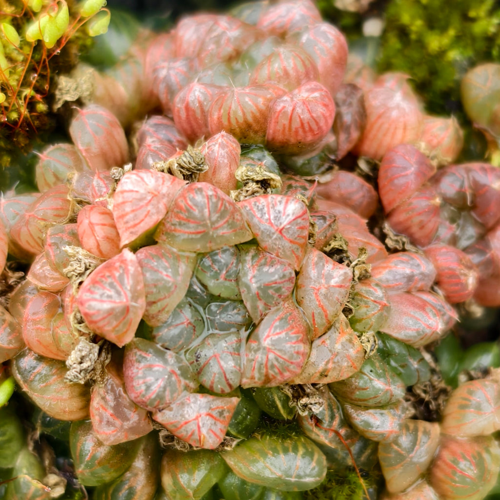 [PACK of 10 PLANTS] x Haworthia cooperi var. truncata (w/1pup)