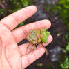 [PACK of 10 PLANTS] x Haworthia cooperi var. truncata (w/1pup)