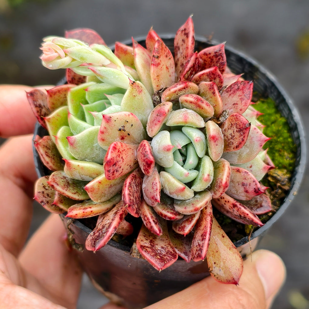 [PACK of 10 PLANTS] x Echeveria Anna (w/pup)