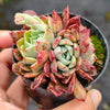 [PACK of 10 PLANTS] x Echeveria Anna (w/pup)