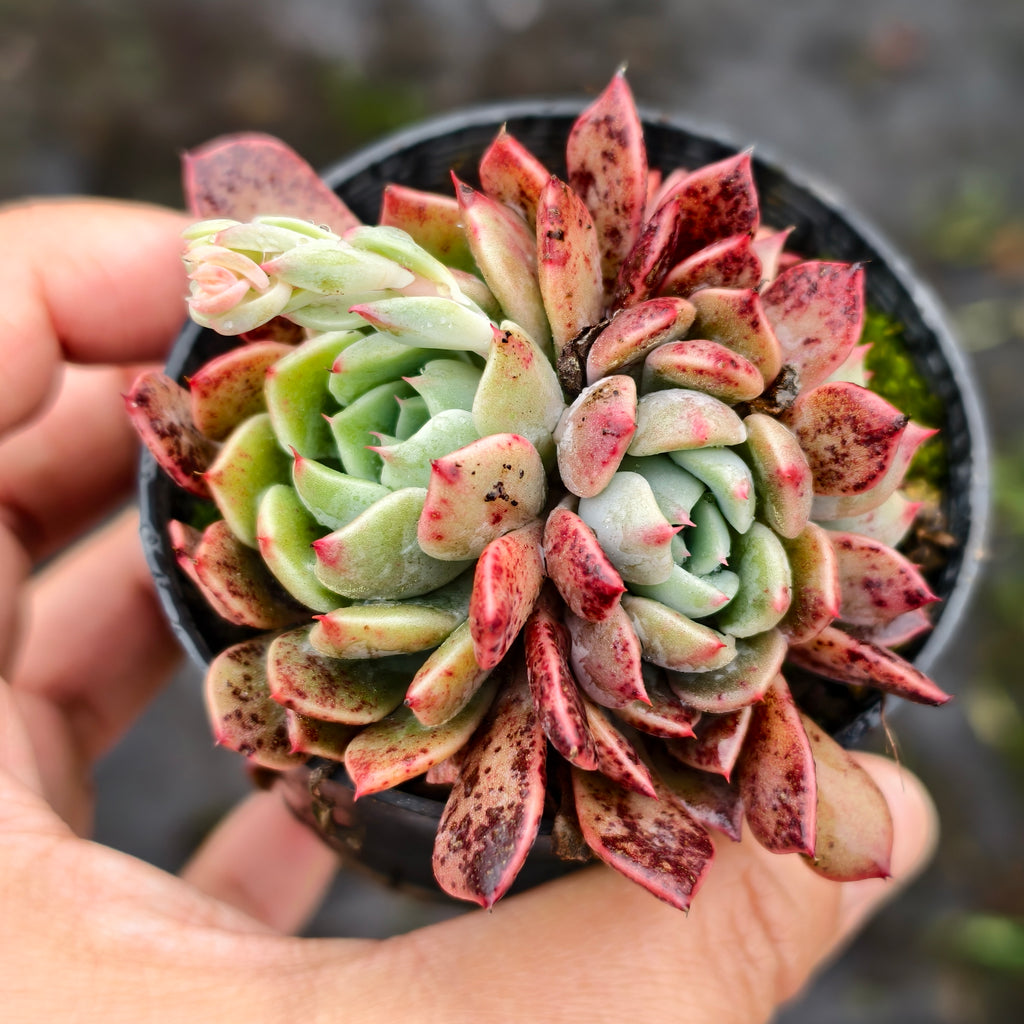 Echeveria 'Anna' (w/pup)