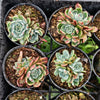 [PACK of 10 PLANTS] x Echeveria Anna (w/pup)