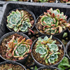 Echeveria 'Anna' (w/pup)