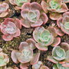 [PACK of 10 PLANTS] x  Echeveria cv. 'Blue Metal'
