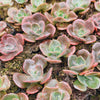 Echeveria cv. 'Blue Metal'