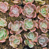 Echeveria cv. 'Blue Metal'
