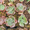 Echeveria cv. 'Blue Metal'