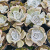 [PACK of 10 PLANTS] x Echeveria Lilacina Marble Variegated