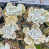 [PACK of 10 PLANTS] x Echeveria Lilacina Marble Variegated