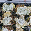 [PACK of 10 PLANTS] x Echeveria Lilacina Marble Variegated