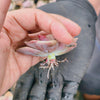 Graptopetalum 'Purple Delight'