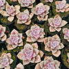 Graptopetalum 'Purple Delight'