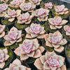 Graptopetalum 'Purple Delight'