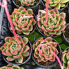 [PACK of 10 PLANTS] x Echeveria agavoides 'Del Luna'