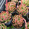 [PACK of 10 PLANTS] x Echeveria agavoides 'Del Luna'