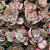 Echeveria 'Flying Cloud'