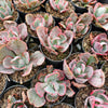 Echeveria 'Flying Cloud'