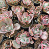 [PACK of 10 PLANTS] x Echeveria 'Flying Cloud'