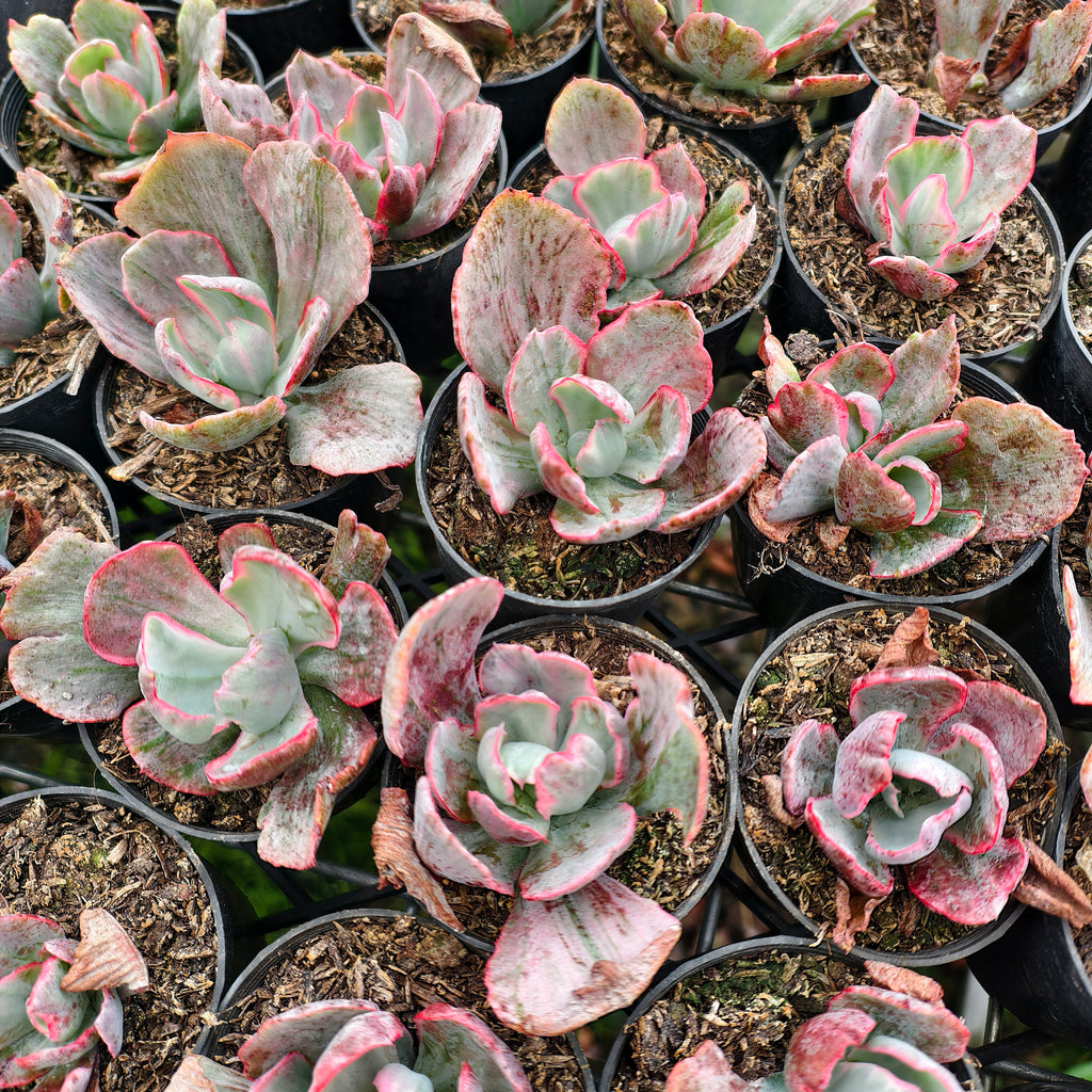 Echeveria 'Flying Cloud'