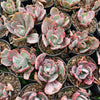 Echeveria 'Flying Cloud'