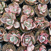 Echeveria 'Flying Cloud'