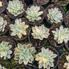 [PACK of 10 PLANTS] x Echeveria Subsessilis Variegated