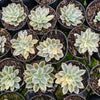 [PACK of 10 PLANTS] x Echeveria Subsessilis Variegated