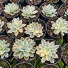 [PACK of 10 PLANTS] x Echeveria Subsessilis Variegated