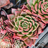 [PACK of 10 PLANTS] x Echeveria agavoides 'Del Luna'