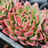 [PACK of 10 PLANTS] x Echeveria agavoides 'Del Luna'
