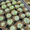[PACK of 10 PLANTS] x Echeveria Silver Queen Variegated